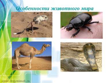 Особенности животного мира