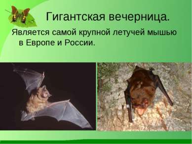 Гигантская вечерница. Является самой крупной летучей мышью в Европе и России.