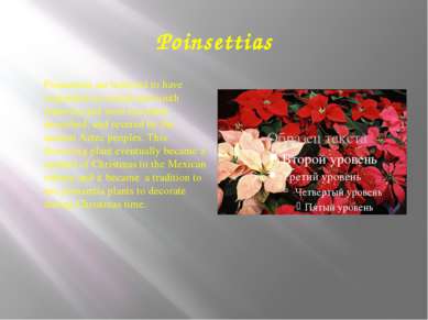 Poinsettias Poinsettias are believed to have originated in central and south ...