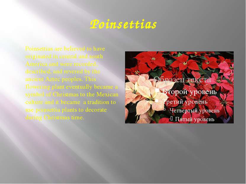 Poinsettias Poinsettias are believed to have originated in central and south ...