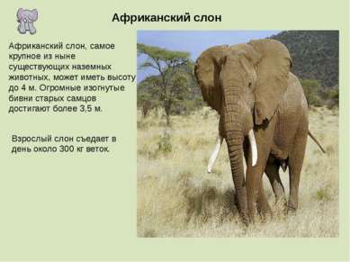 Африканский слон Африканский слон, самое крупное из ныне существующих наземны...