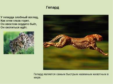 Гепард является самым быстрым наземным животным в мире. Гепард У гепарда злоб...