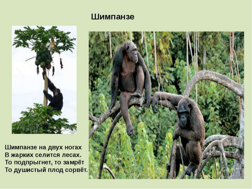 Шимпанзе Шимпанзе на двух ногах В жарких селится лесах. То подпрыгнет, то зам...