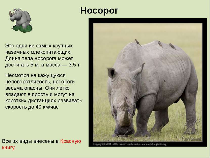 Носорог Несмотря на кажущуюся неповоротливость, носороги весьма опасны. Они л...