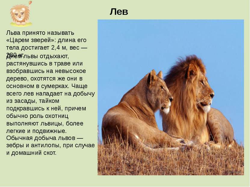 Льва принято называть «Царем зверей»: длина его тела достигает 2,4 м, вес — 2...