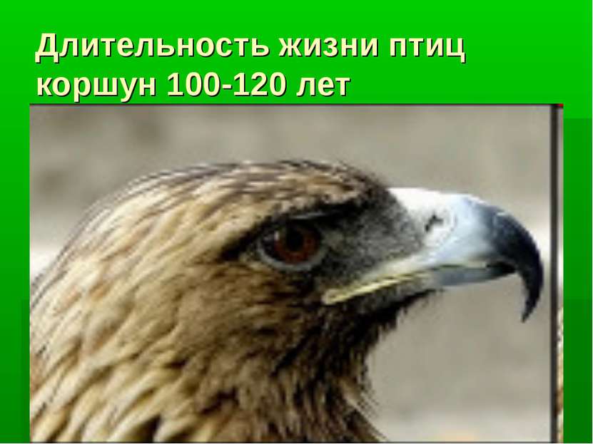 Длительность жизни птиц коршун 100-120 лет