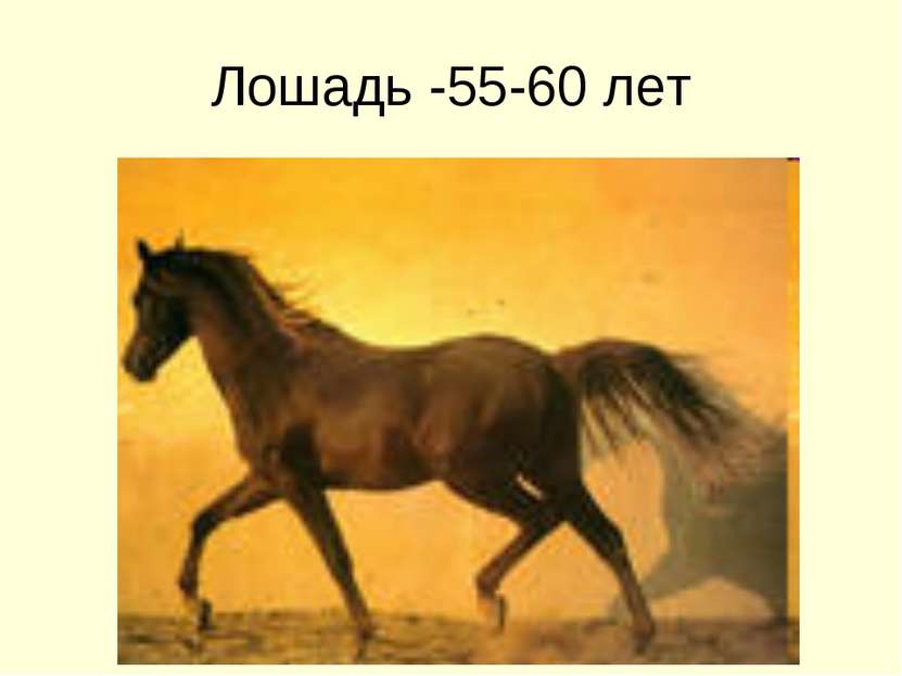 Лошадь -55-60 лет