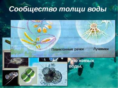Сообщество толщи воды планктон активно плавающие организмы Что такое планктон...