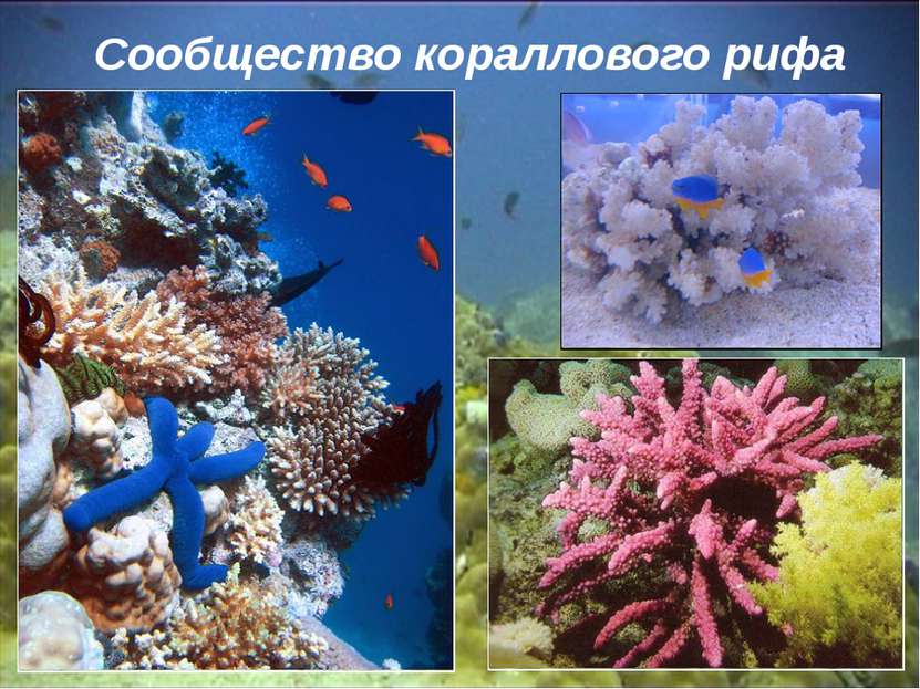 Сообщество кораллового рифа