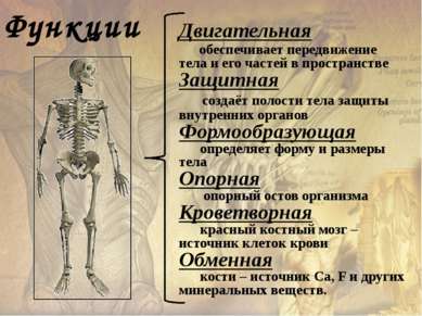 Скелет (skeletos – высохший) – совокупность твёрдых тканей в организме, служа...