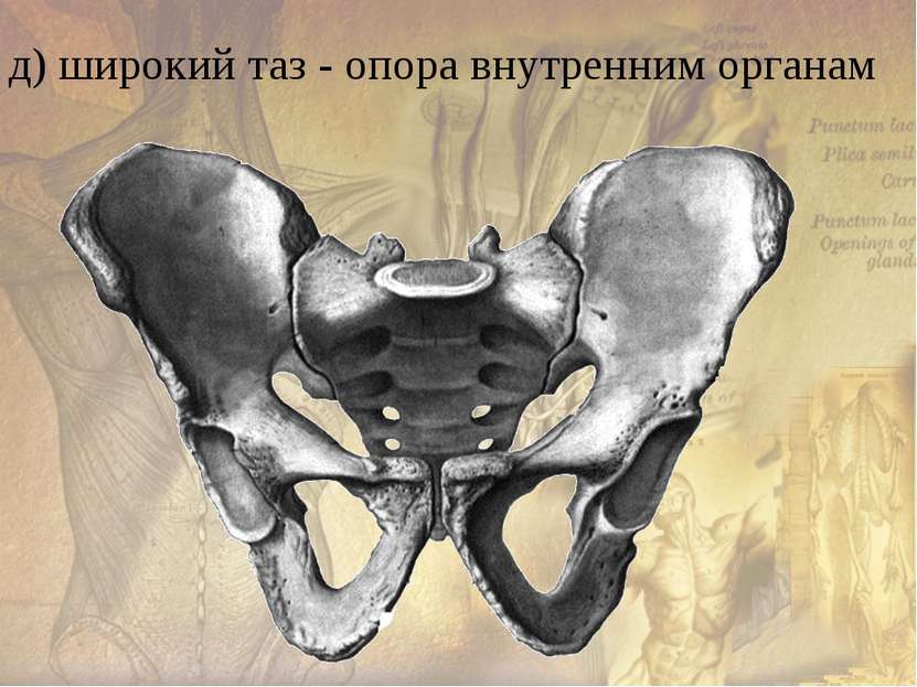 е) массивные кости нижней конечности, сводчатая стопа