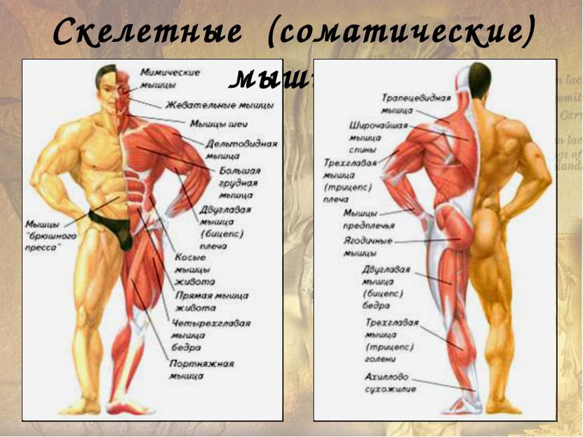 Основные поверхностные мышцы
