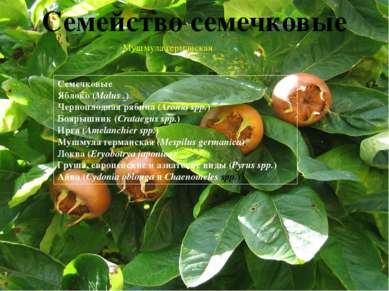 Авокадо(Аллигаторова груша) (Persea americana; Lauraceae) Азимина (Asimina tr...