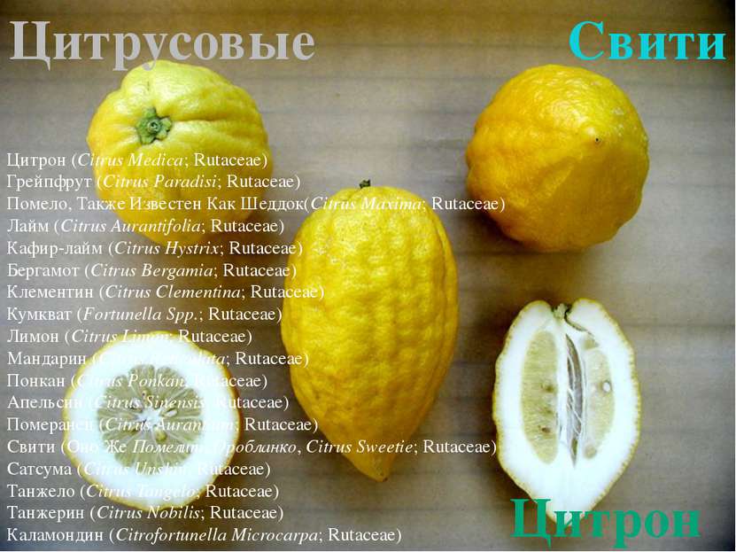 Цитрон Цитрон (Citrus Medica; Rutaceae) Грейпфрут (Citrus Paradisi; Rutaceae)...