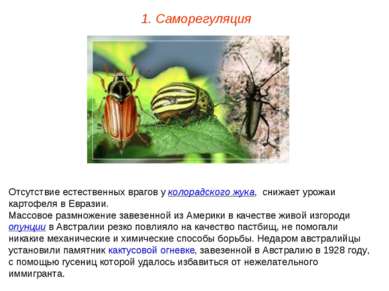 1. Саморегуляция Отсутствие естественных врагов у колорадского жука, снижает ...
