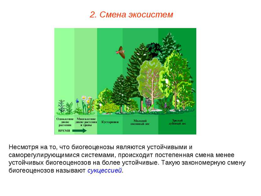 2. Смена экосистем Несмотря на то, что биогеоценозы являются устойчивыми и са...