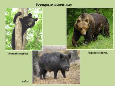 Всеядные животные чёрный медведь бурый медведь кабан