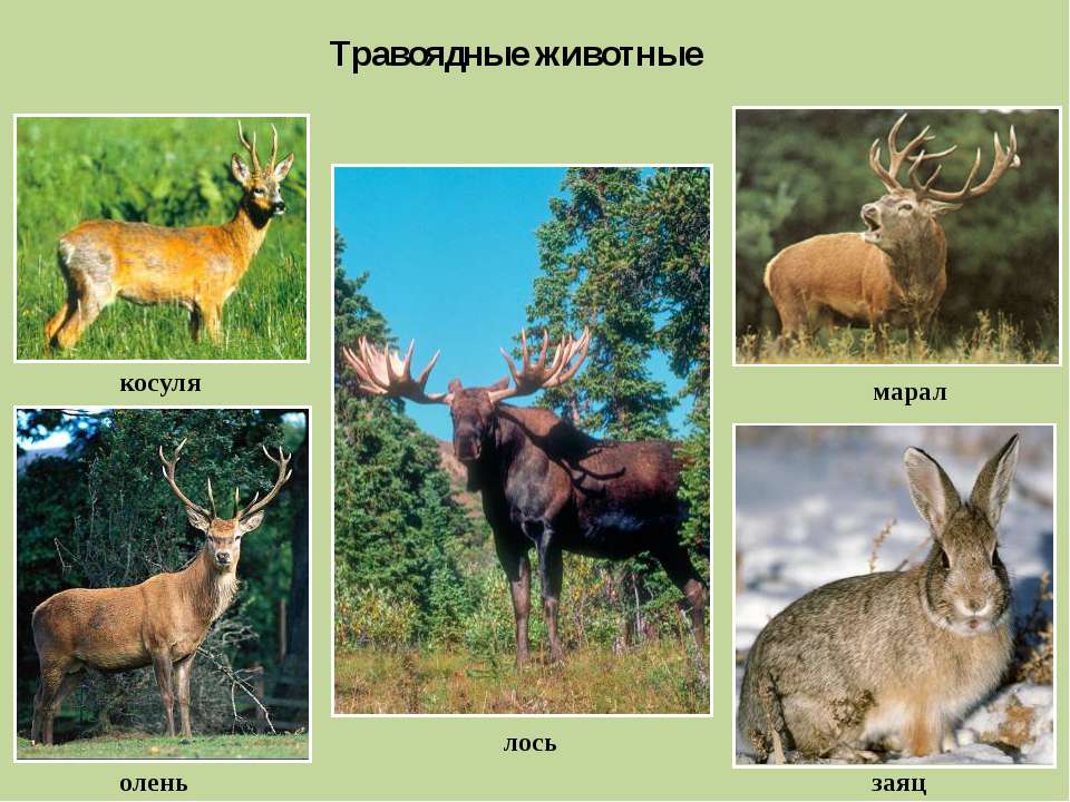 Лось травоядный. Травоядные животные. Травоядные Лесные животные. Растительноядные/травоядные животные. Травоядные животные России.