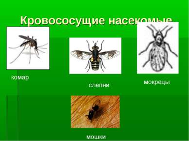 Кровососущие насекомые комар мокрецы слепни мошки