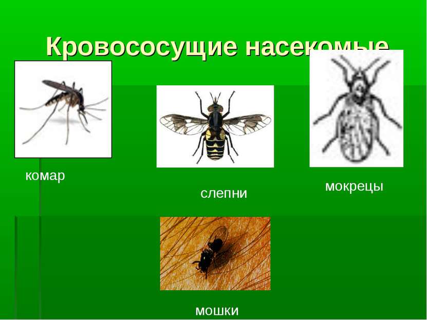 Кровососущие насекомые комар мокрецы слепни мошки