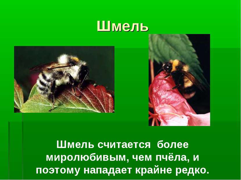 Шмель Шмель считается более миролюбивым, чем пчёла, и поэтому нападает крайне...