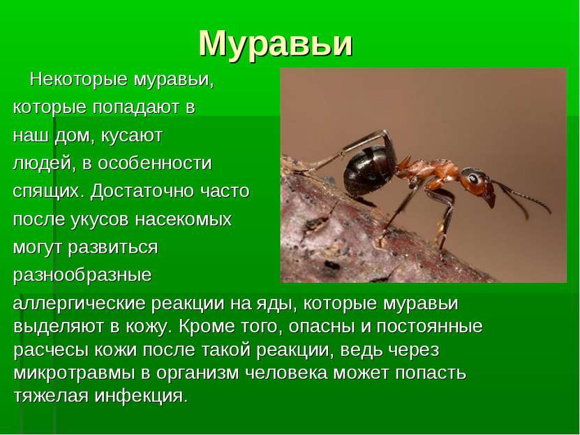 Муравьи Некоторые муравьи, которые попадают в наш дом, кусают людей, в особен...