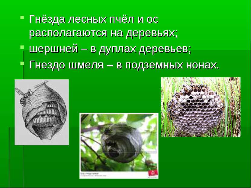Гнёзда лесных пчёл и ос располагаются на деревьях; шершней – в дуплах деревье...