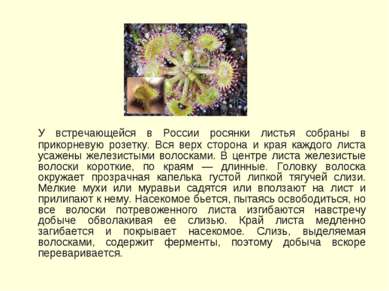 У встречающейся в России росянки листья собраны в прикорневую розетку. Вся ве...