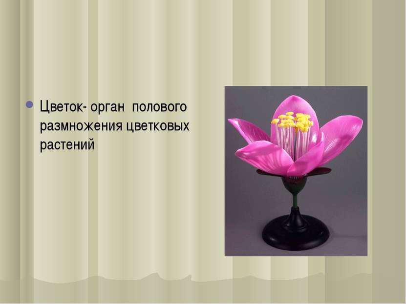 Цветок- орган полового размножения цветковыx растений