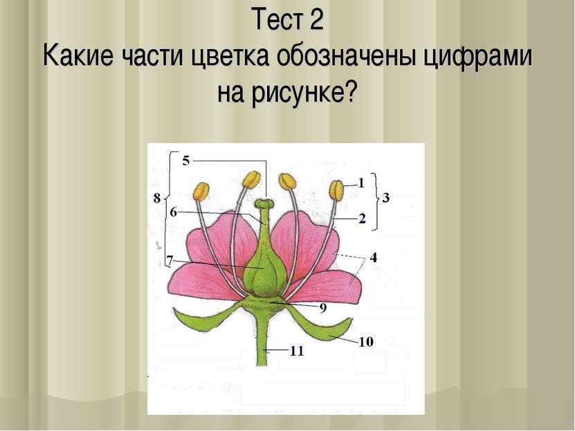 Тeст 2 Какиe части цветка обозначены цифрами на рисунке?