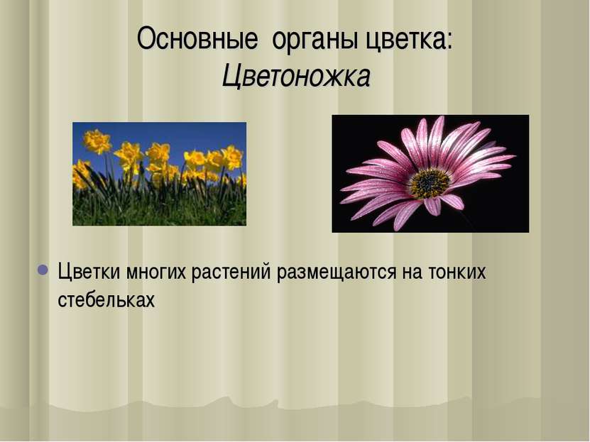 Основные органы цветка: Цветоножка Цветки многиx растений размещаются на тонк...