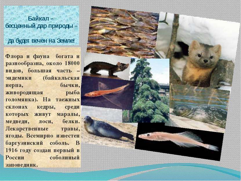 Байкал – бесценный дар природы – да будет вечен на Земле! Флора и фауна богат...
