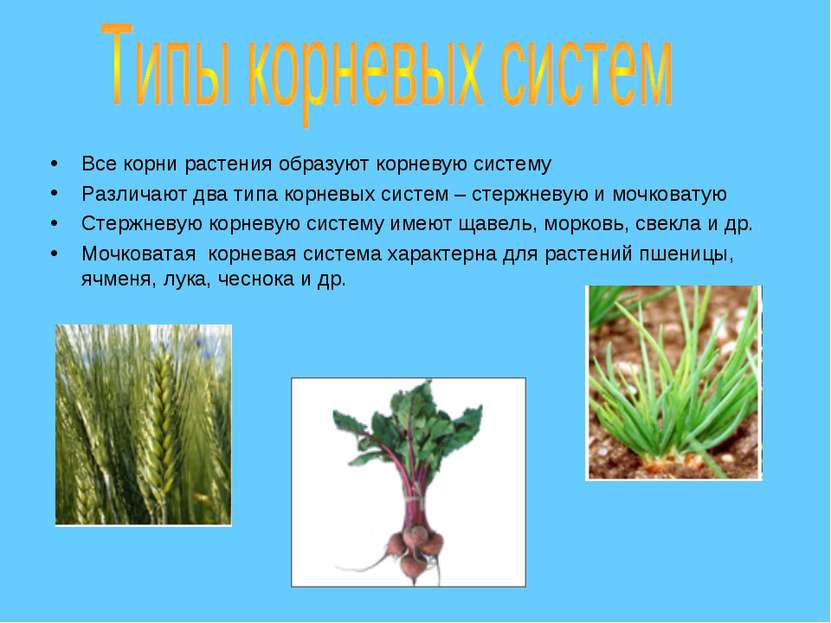 Все корни растения образуют корневую систему Различают два типа корневых сист...
