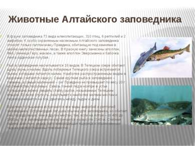Животные Алтайского заповедника В фауне заповедника 73 вида млекопитающих, 31...