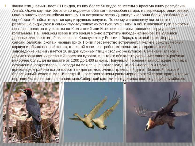 Фауна птиц насчитывает 311 видов, из них более 50 видов занесены в Красную кн...