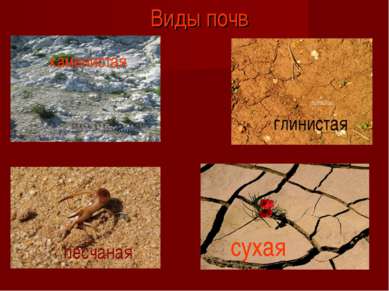 Виды почв каменистая песчаная глинистая сухая