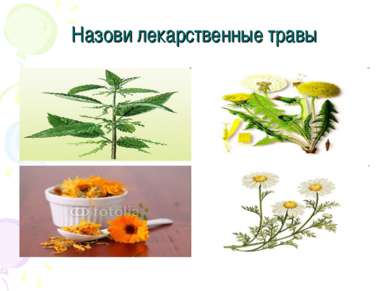 Назови лекарственные травы