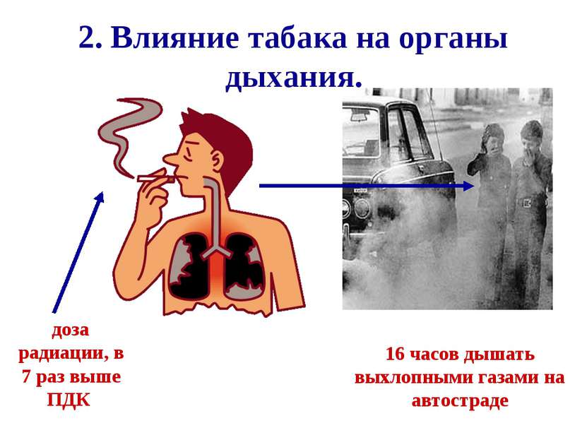 2. Влияние табака на органы дыхания. доза радиации, в 7 раз выше ПДК 16 часов...