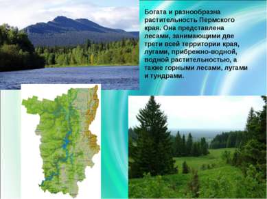 Богата и разнообразна растительность Пермского края. Она представлена лесами,...