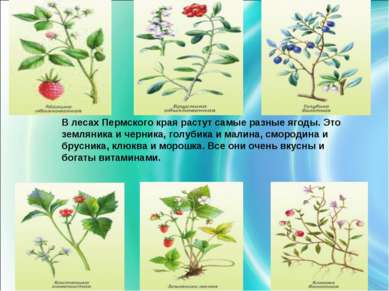 В лесах Пермского края растут самые разные ягоды. Это земляника и черника, го...