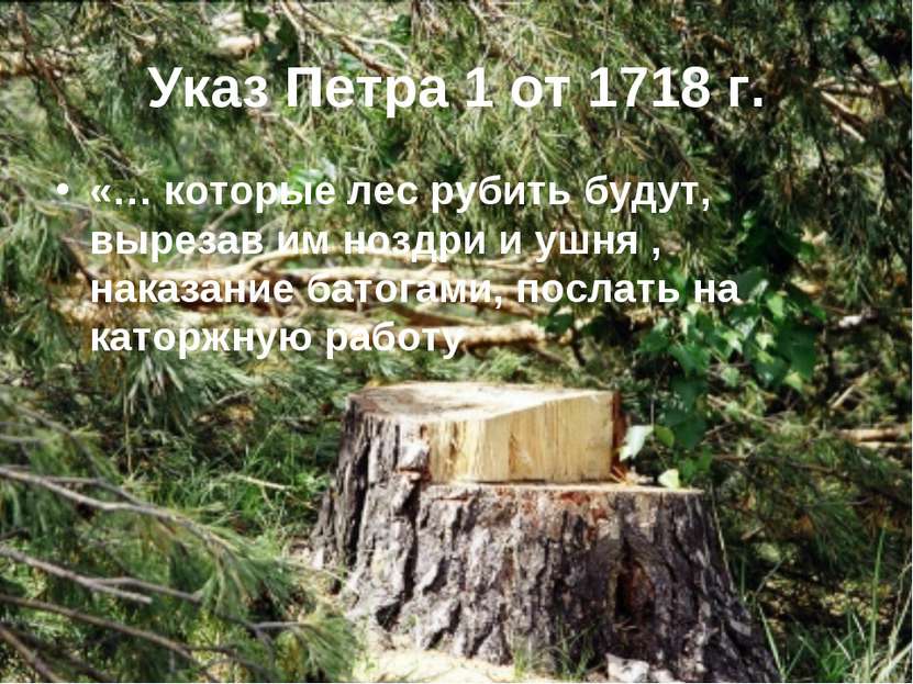 Указ Петра 1 от 1718 г. «… которые лес рубить будут, вырезав им ноздри и ушня...