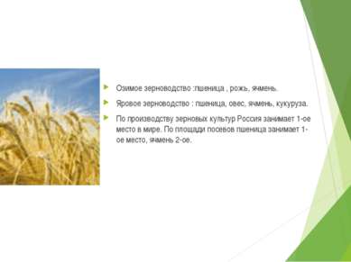 Озимое зерноводство :пшеница , рожь, ячмень. Яровое зерноводство : пшеница, о...