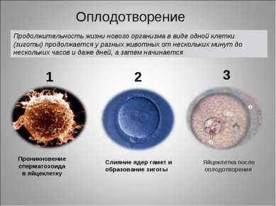Проникновение сперматозоида в яйцеклетку Слияние ядер гамет и образование зиг...