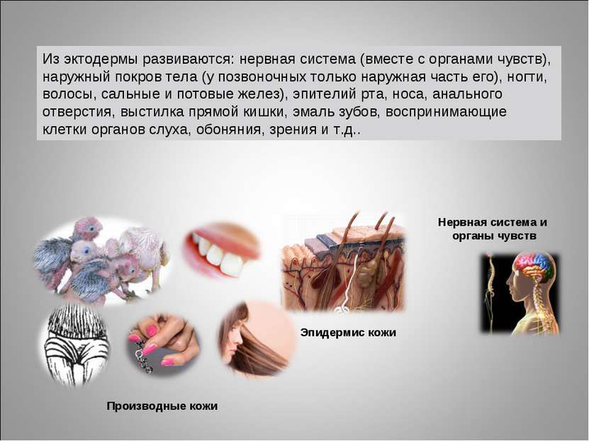 Нервная система и органы чувств Эпидермис кожи Производные кожи Из эктодермы ...