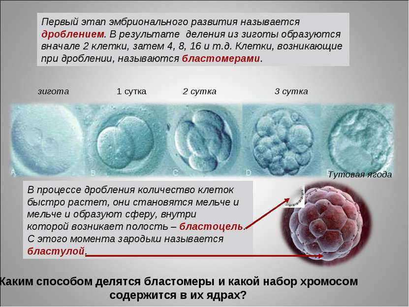 Первый этап эмбрионального развития называется дроблением. В результате делен...