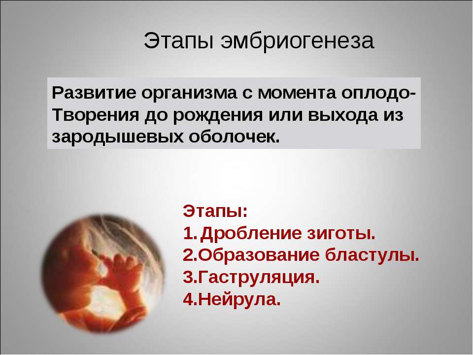 Развитие организма после рождения. Периоды эмбриогенеза. Основные этапы эмбриогенеза человека. Периоды эмбриогенеза человека. Стадии эмбриогенеза таблица.
