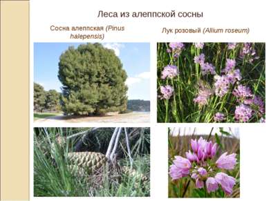 Леса из алеппской сосны Сосна алеппская (Pinus halepensis) Лук розовый (Alliu...