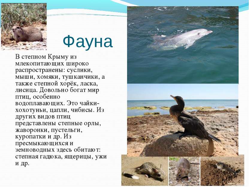 Фауна В степном Крыму из млекопитающих широко распространены: суслики, мыши, ...