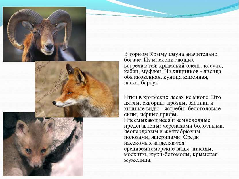 Фауна В горном Крыму фауна значительно богаче. Из млекопитающих встречаются: ...