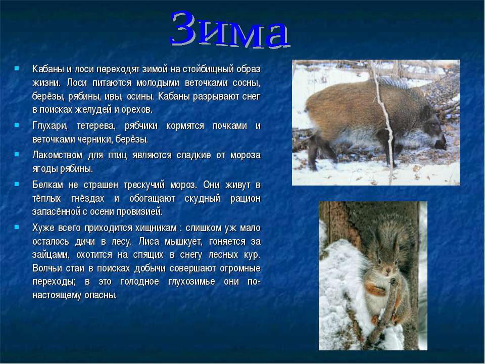 Время года зима изменения в жизни животных. Изменения у животных зимой. Сообщение о зимующих животных. Сезонные изменения животных зимой. Сезонные изменения в жизни животных зимой.